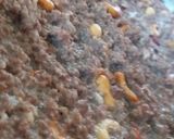 صورة لخطوة 4 من وصفة كبة مشوية على طريقتي 😋