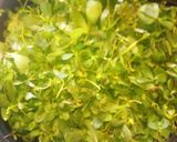 Foto del paso 2 de la receta: Encurtido de verdolaga