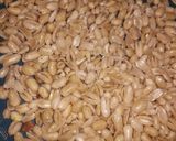 Foto langkah ke 3 dari resep Kacang bawang 🥜🥜.