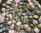 Foto del paso 7 de la receta Pasta con gambas y almejas. Receta para comer en la terraza 💕😋🏖🏖