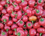 Une image de l'étape 1 de OJJA 🪺merguez🍅🌶🧅🧄🥓.