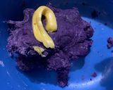 Foto langkah ke 2 dari resep Kuih keria ubi ungu.