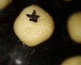 صورة لخطوة 8 من وصفة 🐝 غريبه هشه 🍪 🖤