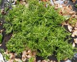 A picture of step 8 of Dill Leaves White Rice.