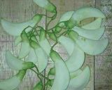 Foto langkah ke 2 dari resep 62. Tumis Bunga Turi Teri.
