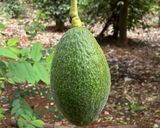 Hình bước làm 1 của món Sinh Tố Bơ