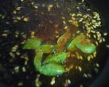 A picture of step 7 of Carrot_Poriyal.