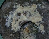 Foto langkah ke 3 dari resep Keripik daun katuk.