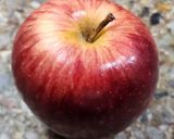 Foto del paso 1 de la receta: 🍎🫙Chía overnight oat pudding apple pie - Chía, avena, yogur y manzana con canela 🫙🍎