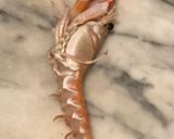 Foto del passaggio 1 della ricetta Scampi alla busara bianca/con pasta