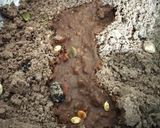 A picture of step 5 of Millet ladoo nachni.
