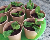 Foto del paso 6 de la receta: Macetas de Brownie