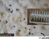 صورة لخطوة 4 من وصفة خبز التميس الأفغاني بأنواعه سادة ومحشي جبن في البيت
