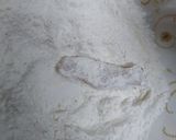 A picture of step 6 of Tender Chicken.