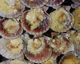 Foto del paso 4 de la receta: Ostiones gratinados