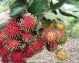 Foto langkah ke 1 dari resep Manisan Rambutan Kasturi.