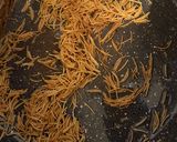 A picture of step 2 of Lebanese style vermicelli rice.