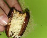 Foto langkah ke 2 dari resep Kurcok (Kurma Cokelat).