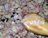 Foto del paso 5 de la receta: Croquetas de jamón serrano