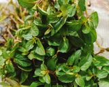 A picture of step 1 of Homegrown Fresh Mint Ki Spicy Chutney 🌶️🌿🌶️🌿🌶️.