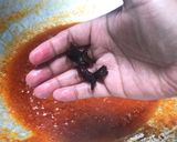 Gambar langkah 2 resipi Sambal Udang Petai.