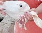 صورة لخطوة 4 من وصفة باجه من ايد امي ربي يحفظه 😍