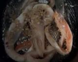 Hình bước làm 2 của món Lườn cá hồi nướng sả NCKD