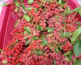 عکس مرحله 1 از دستور مربای زرشک خوشمزه