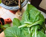 Hình bước làm 1 của món Trứng ngỗng chiên cùng cải bẹ xanh