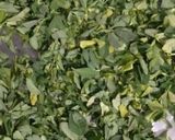 મેથી ના થેપલા (Methi Thepla Recipe In Gujarati) રેસીપી સ્ટેપ1ફોટો