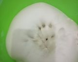 Foto langkah ke 2 dari resep Roti manis tanpa telur.