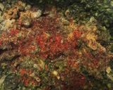 A picture of step 5 of Hindbeh with Oil and Onions.