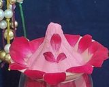 A picture of step 5 of Rose paneer modak.