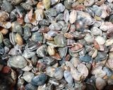 صورة لخطوة 4 من وصفة شوربة الجندوفلي الرهيبة 🐚
