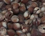 Gambar langkah 5 resipi Kerang masak kicap pekat likat.