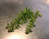 Une image de l'étape 2 de Feuille de chêne au gorgonzola et basilic.