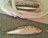 Foto del paso 1 de la receta: Sardinas escabechadas