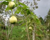 Foto del paso 1 de la receta: Encurtido de Guatila