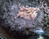 Foto langkah ke 1 dari resep Oseng Daging Sapi.