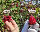 植物界紅寶石,在家DIY超簡單「洛神花蜜餞」的食譜步驟6照片