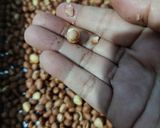 Foto langkah ke 1 dari resep Kacang Karang Double Choco.