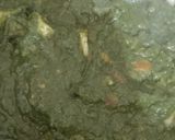 पालक पनीर (Palak Paneer Recipe in Hindi) रेसिपी चरण 6 फोटो