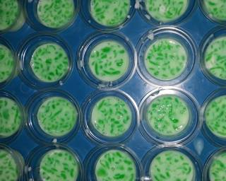 Puding cendol susu milo - Step 3