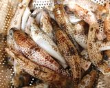 Hình bước làm 1 của món Cá Bống Biển Chiên Giòn