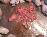 Foto del paso 4 de la receta: Paella del Prat