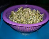 Foto langkah ke 5 dari resep 22. Taoge/kecambah homemade.