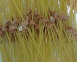 Foto langkah ke 1 dari resep Spaghetti Bolognese.