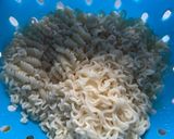 Gambar langkah 1 resipi Mee Segera Goreng.