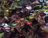 Foto del paso 1 de la receta: Revuelto de Hojas de Remolacha