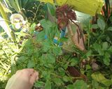 Foto del paso 2 de la receta: Ensalada de talinum